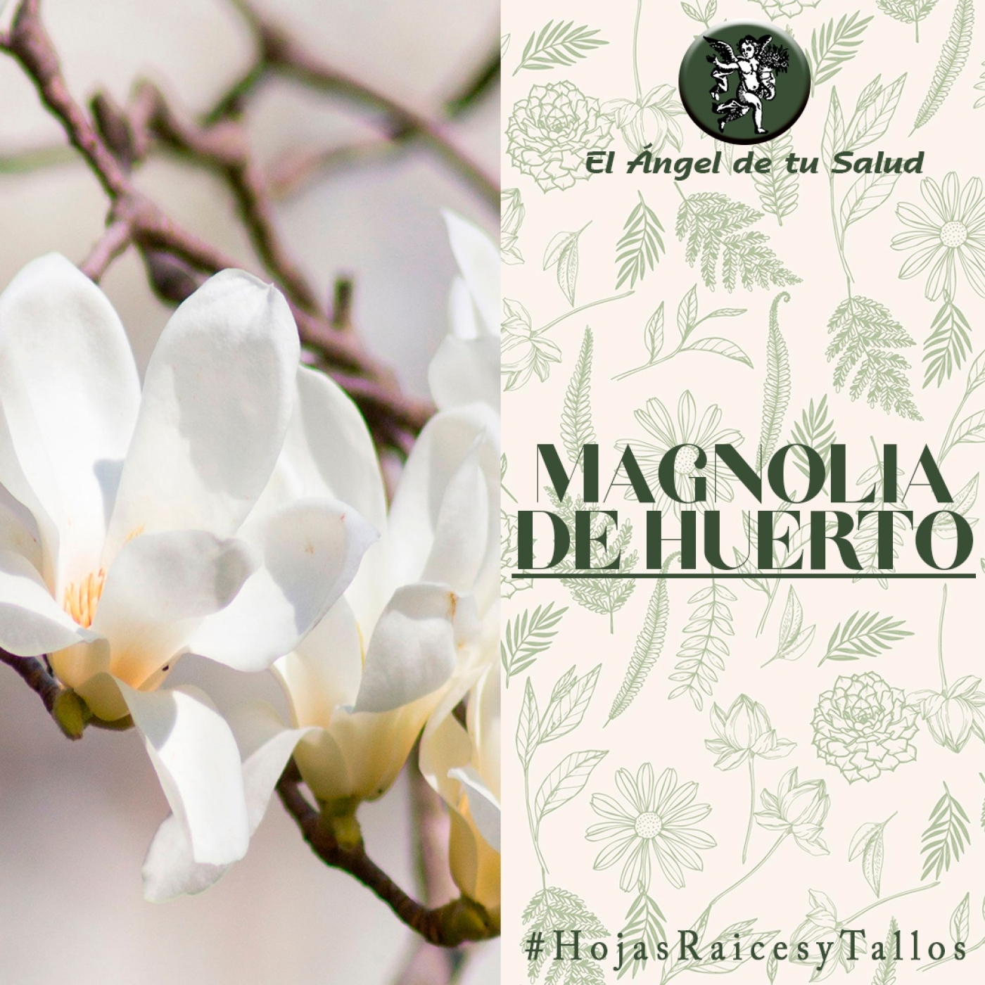 El Ángel de tu Salud - Magnolia de Huerto** episode artwork