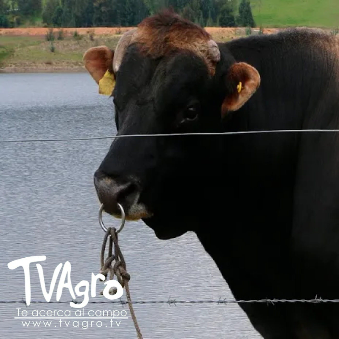 TV AGRO