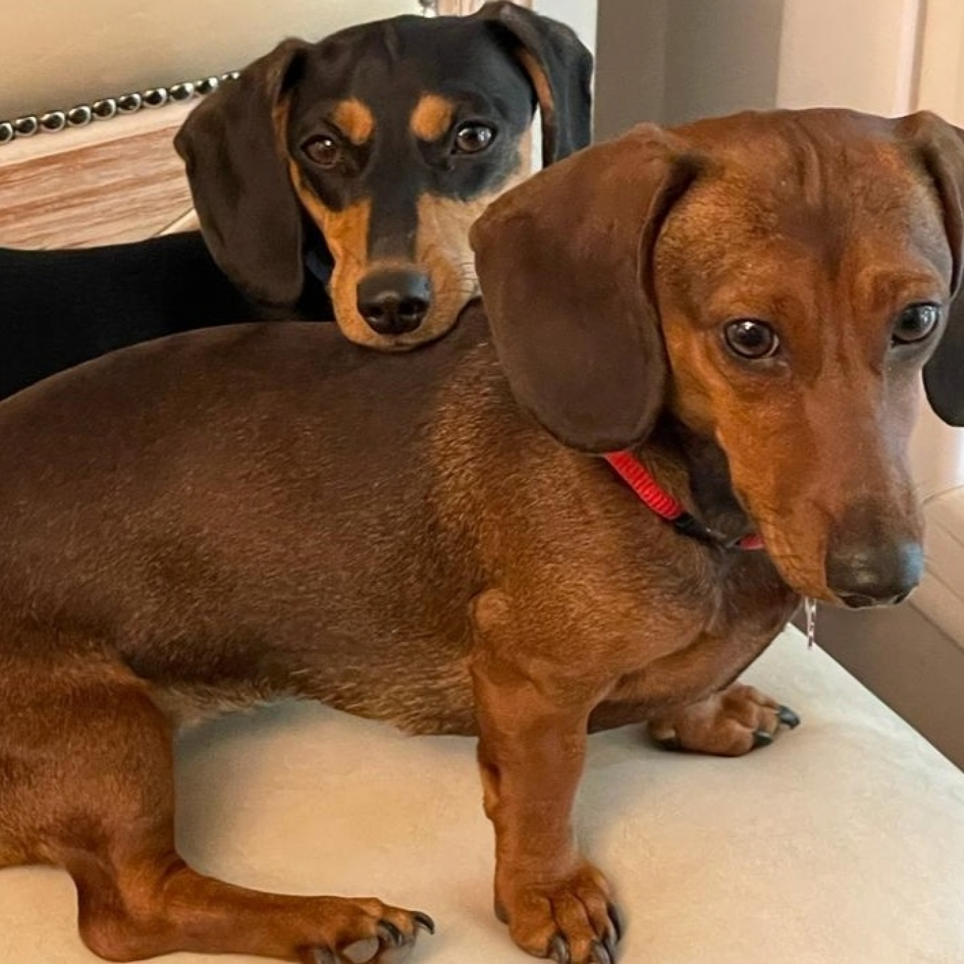 Inhibiciones necesarias para la sociabilización canina