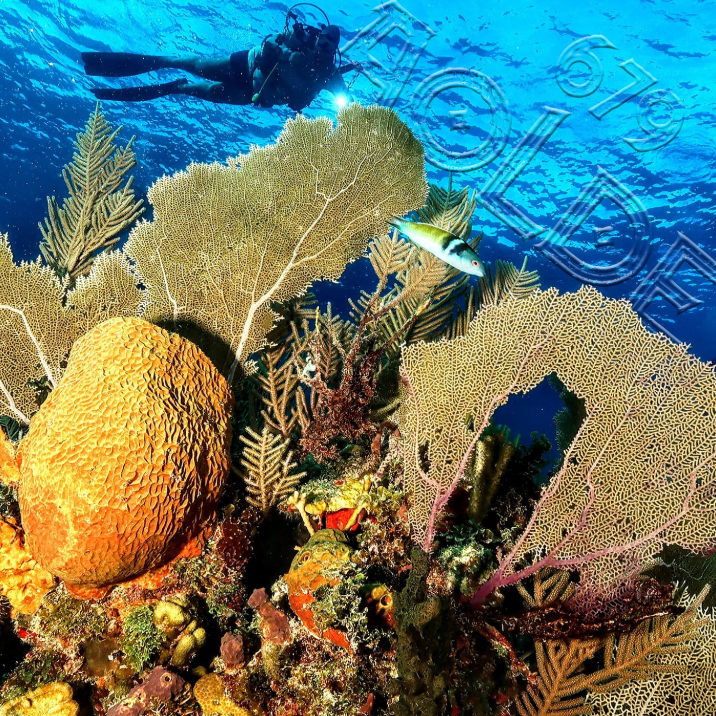 Al Otro Lado del Espejo#679-29-11-25 - Acceso anticipado