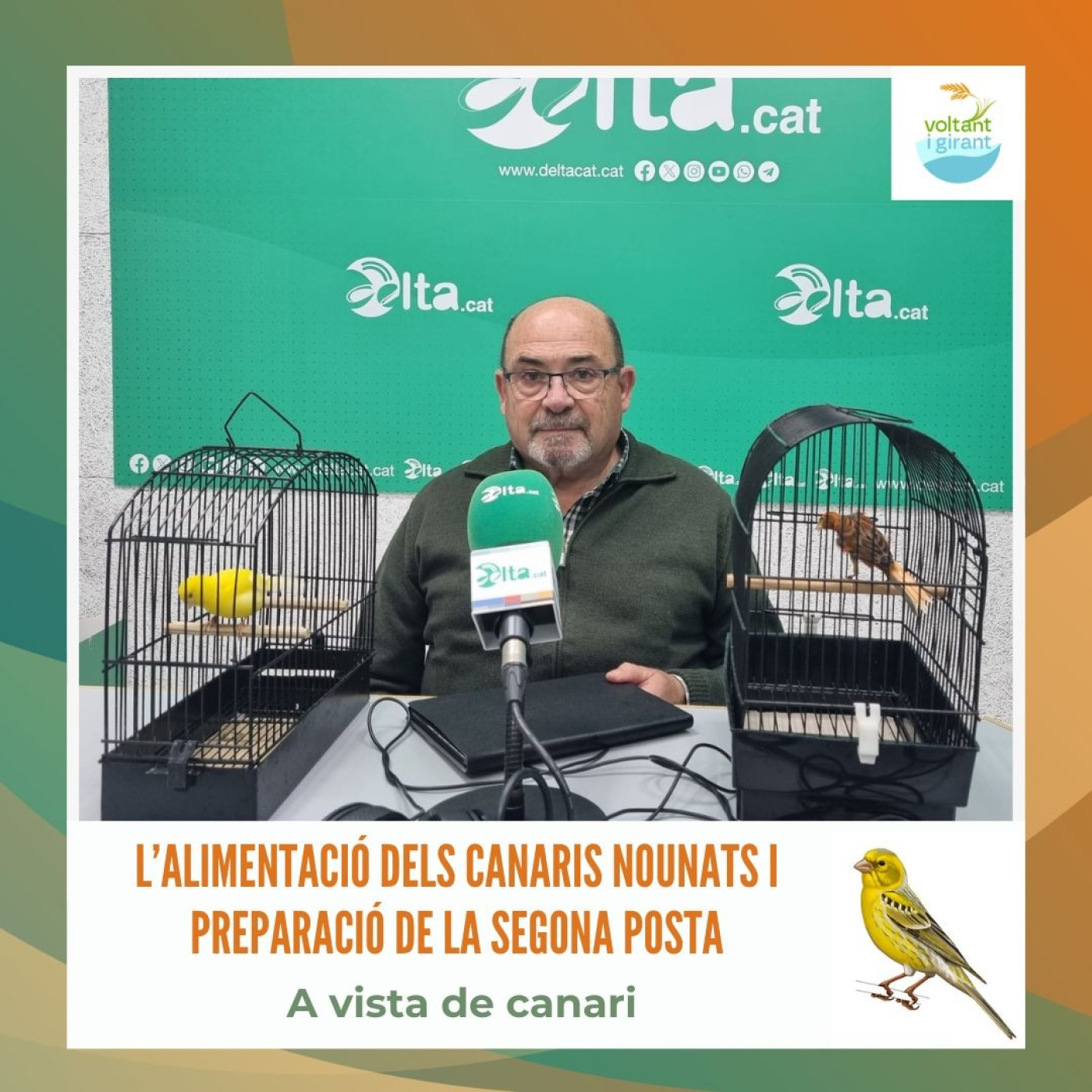 L’alimentació dels canaris nounats i preparació de la segona posta episode artwork