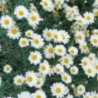 embed image