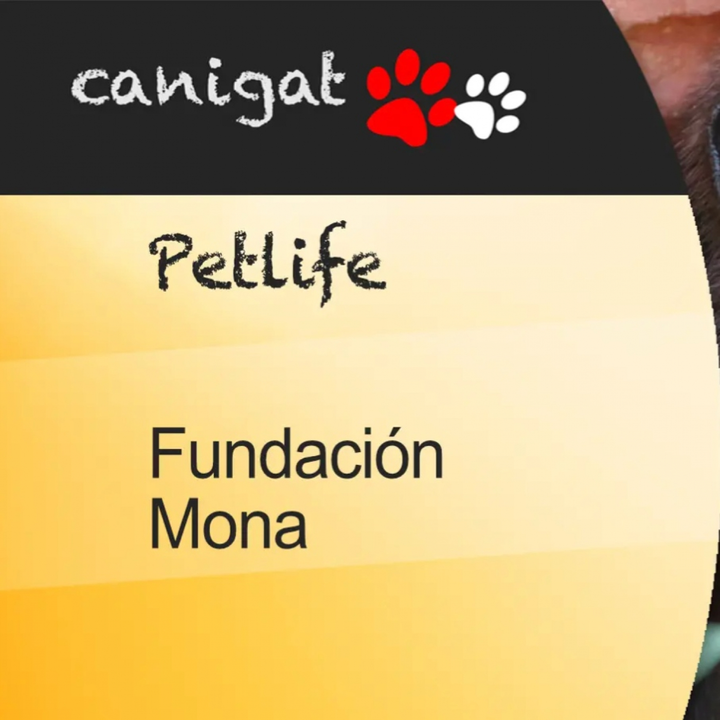 Consejos veterinarios de perros y gatos by canigat