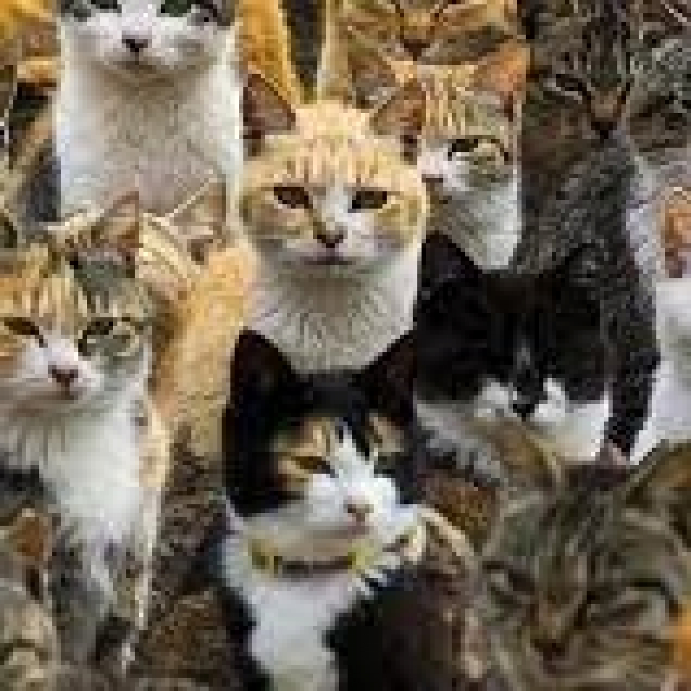 El ecologista Angel Febrero nos describe la polémica suscitada por asociaciones animalistas referente a los gatos episode artwork