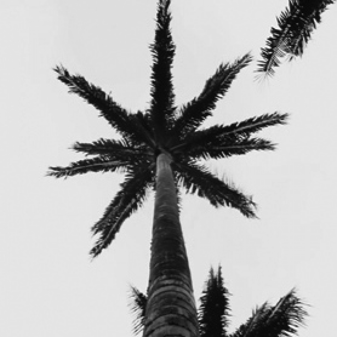 Escala de Grisos