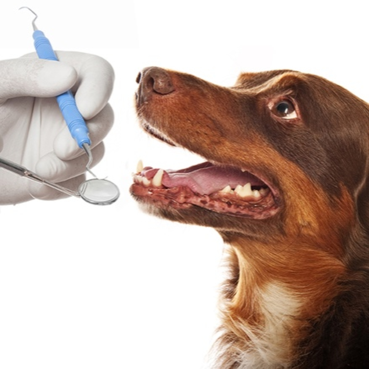 La limpieza dental - Observa a los animales con Katherine Jara episode artwork
