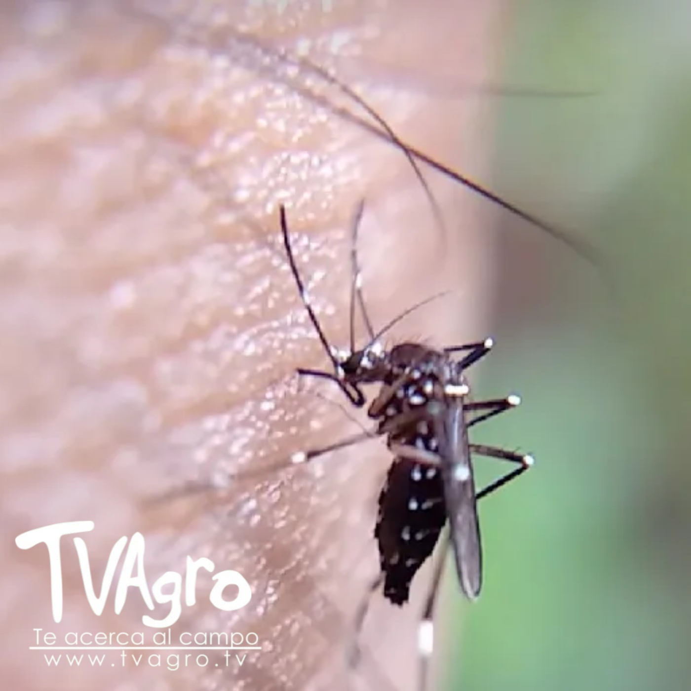 TV AGRO