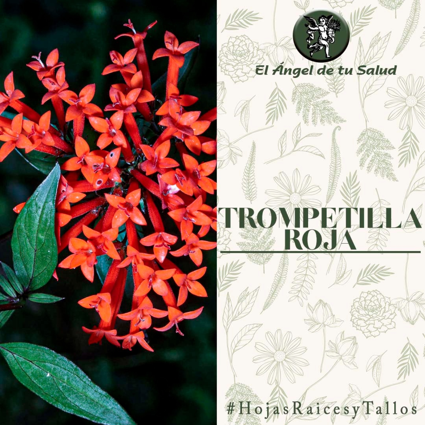 El Ángel de tu Salud - Trompetilla Roja** episode artwork