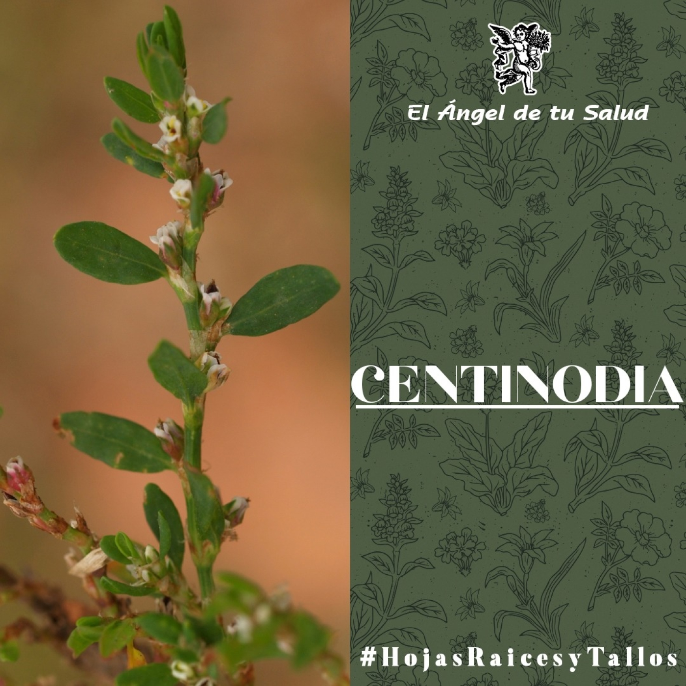 El Ángel de tu Salud - Centinodia** episode artwork