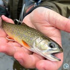 Central Pennsylvania Fishing Report with TCO Fly Shop — The