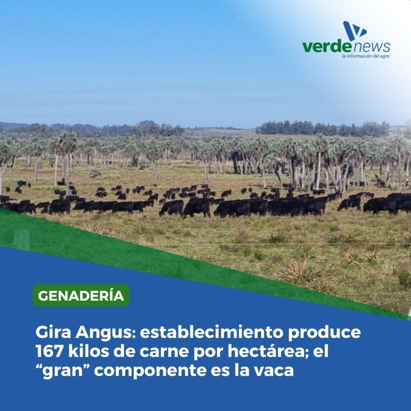 Gustavo Marella - Gira Angus - 06/06/25 episode artwork