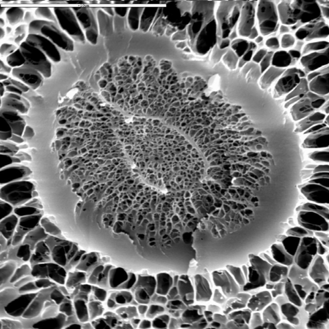 Fotciencia19