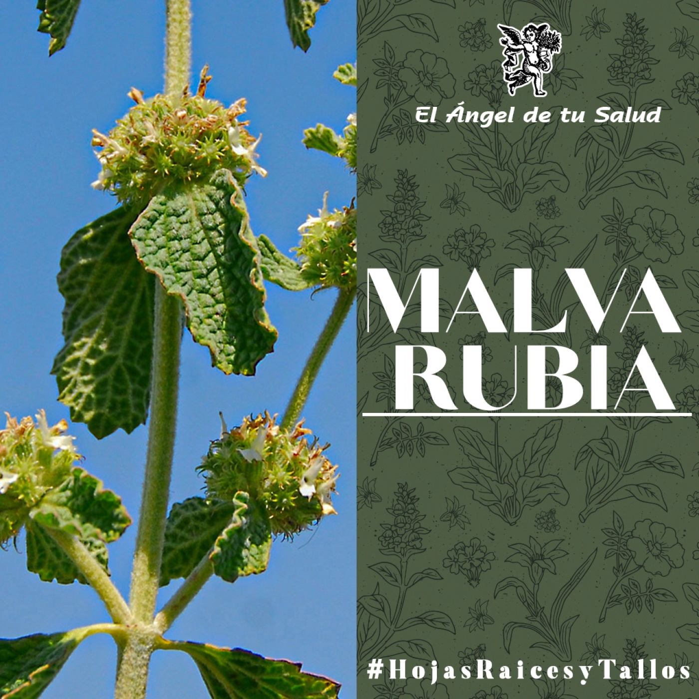 El Ángel de tu Salud - Malva Rubia** episode artwork