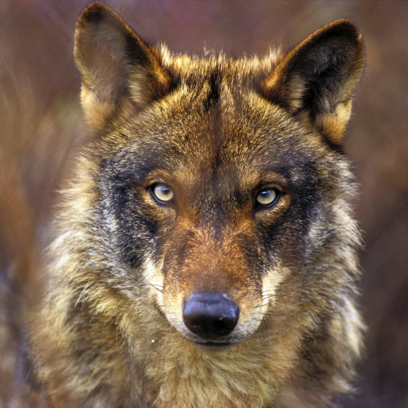 Mira a la tierra: El Lobo Ibérico Pt. 1 - Acceso anticipado