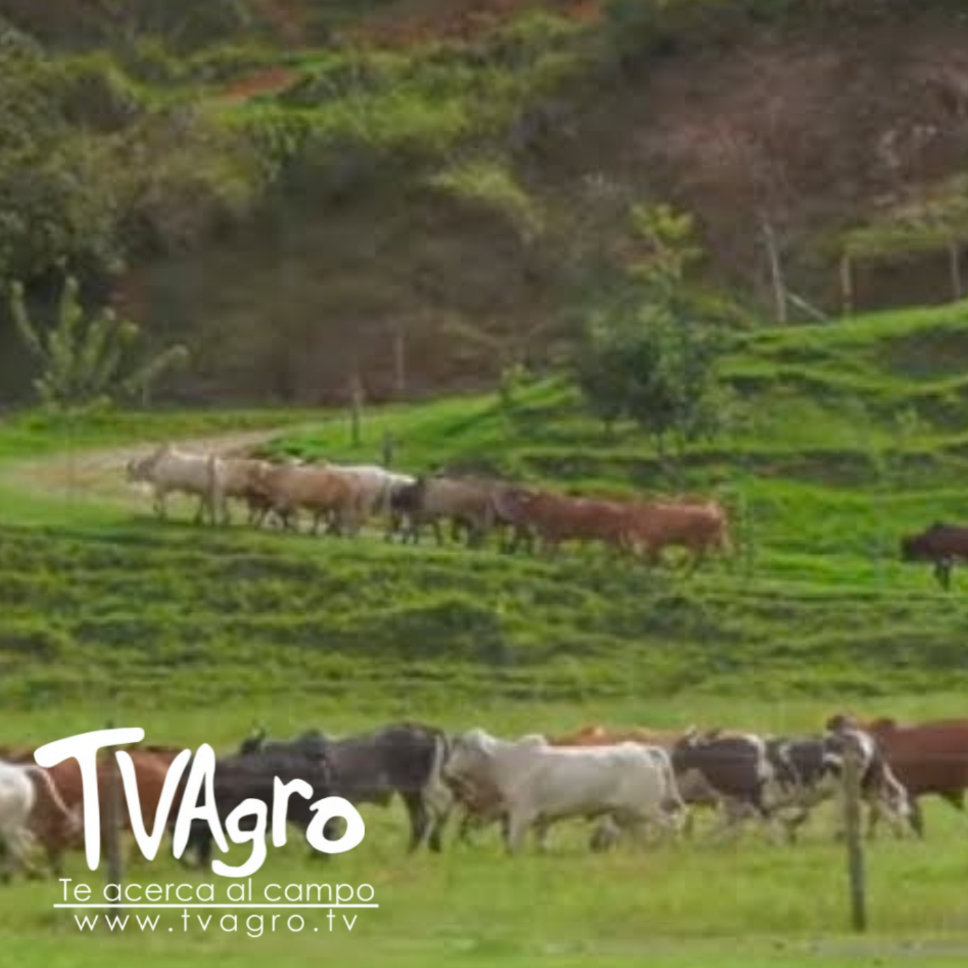 TV AGRO