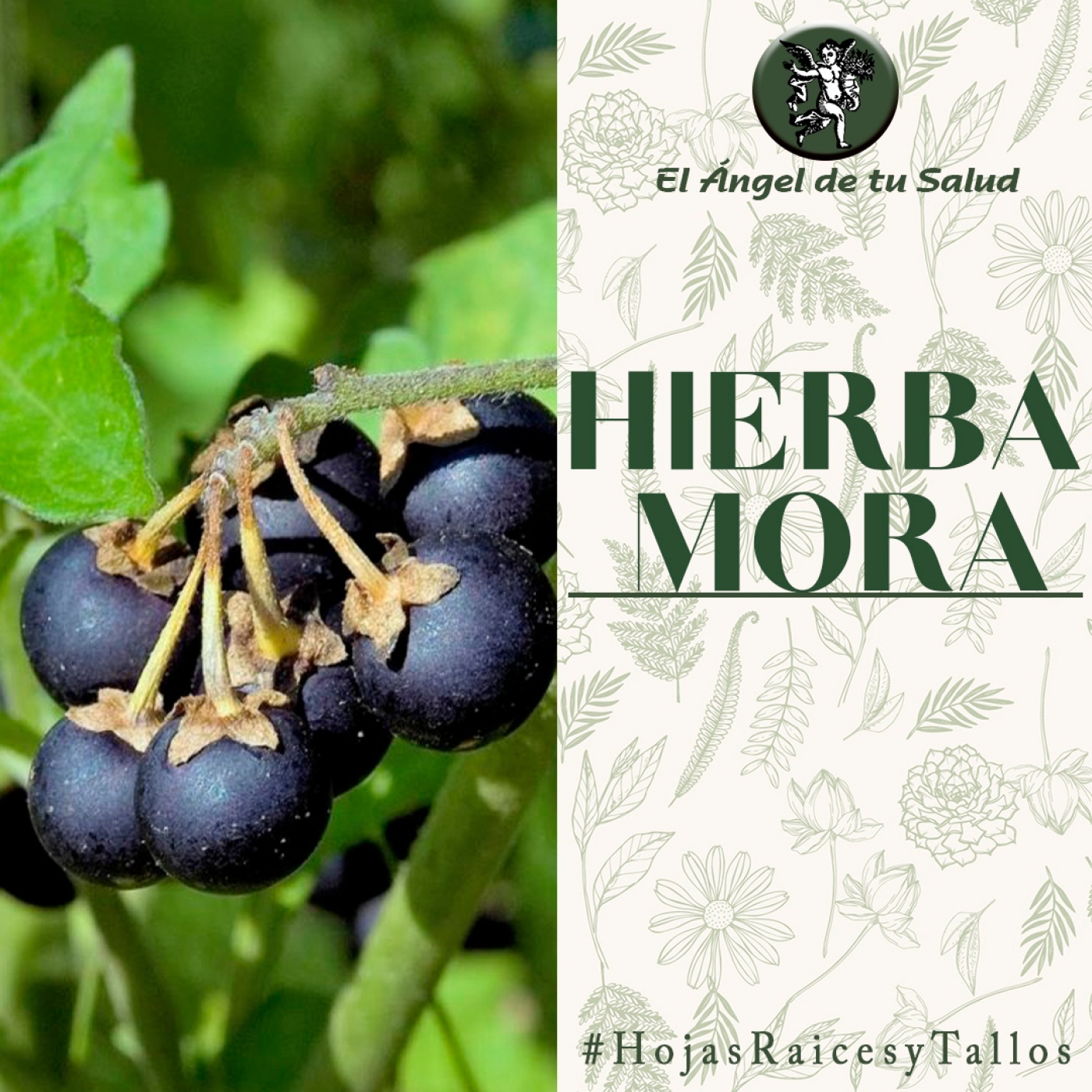 El Ángel de tu Salud - Hierba Mora** episode artwork