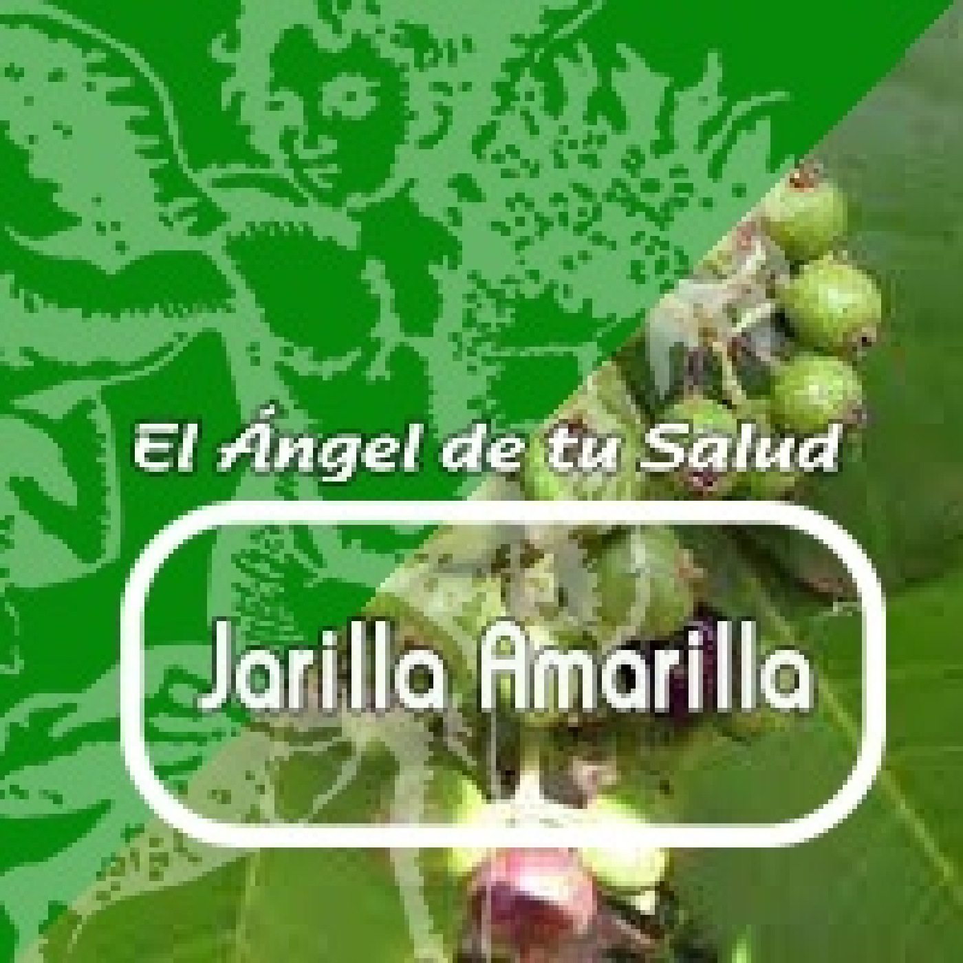 El Ángel de tu Salud - JARILLA AMARILLA***