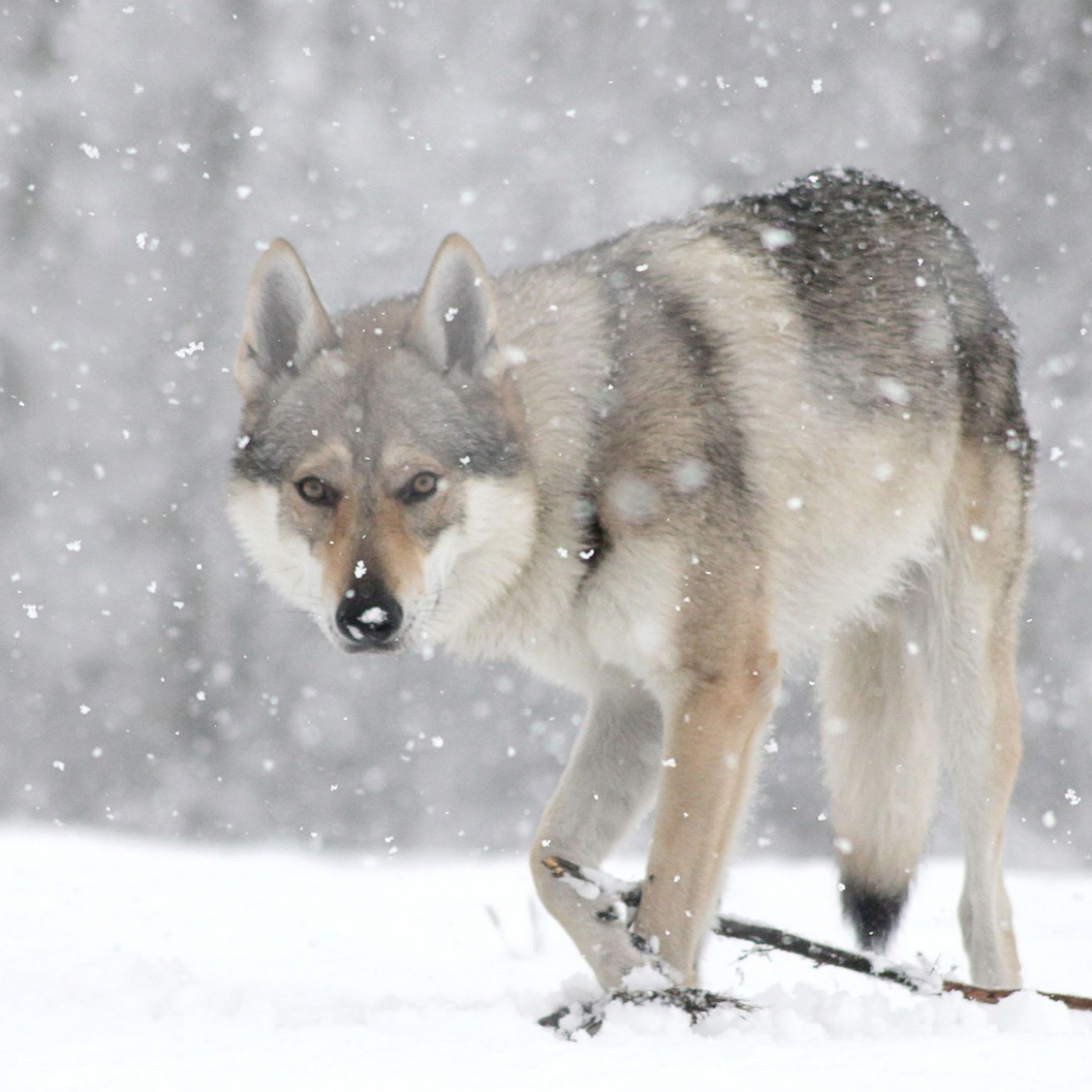 Aparici en Órbita s04e18: La domesticación de los perros, con Pedro Morell; ¿tienen las razas de perro "personalidad"?