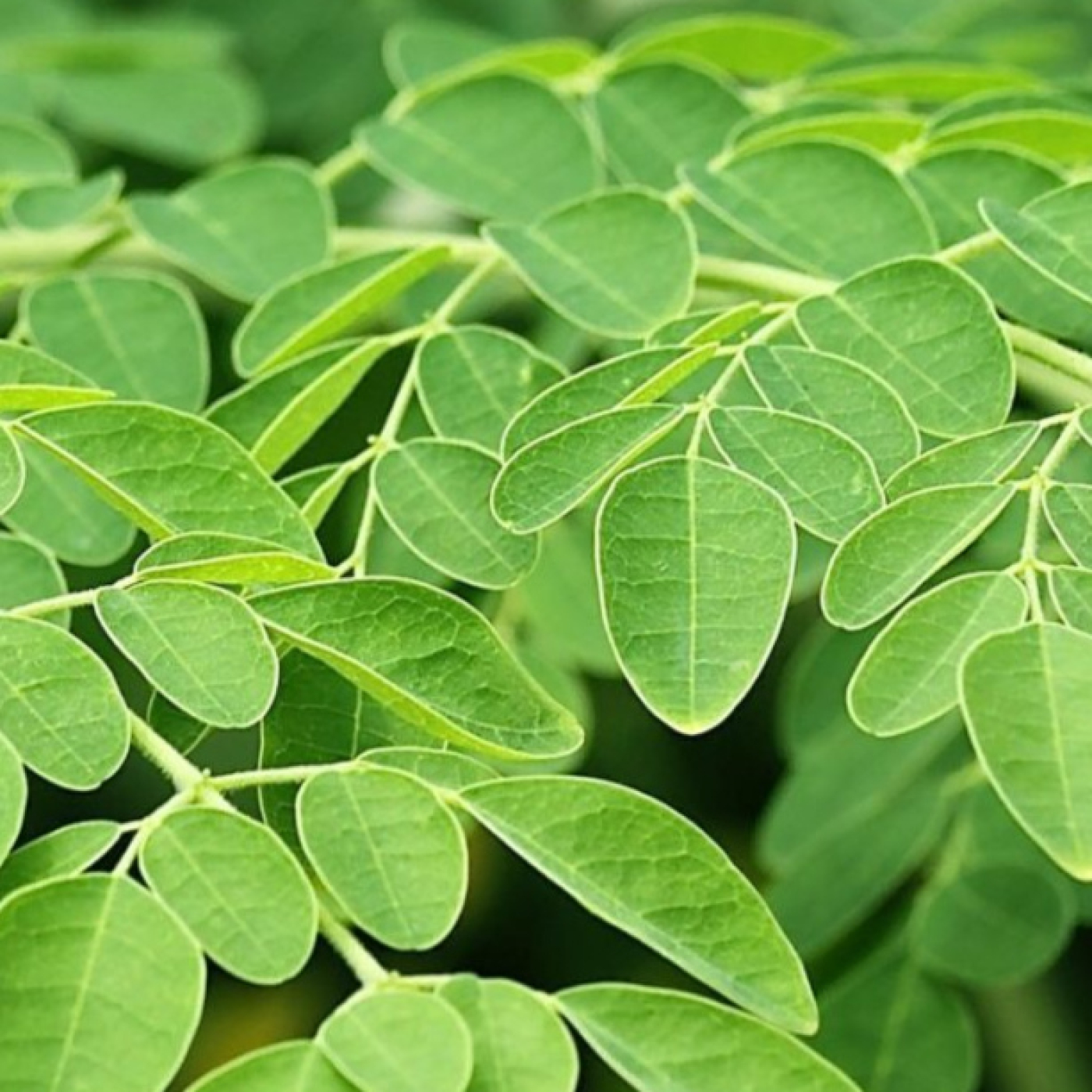 La Solución Natural-La moringa episode artwork