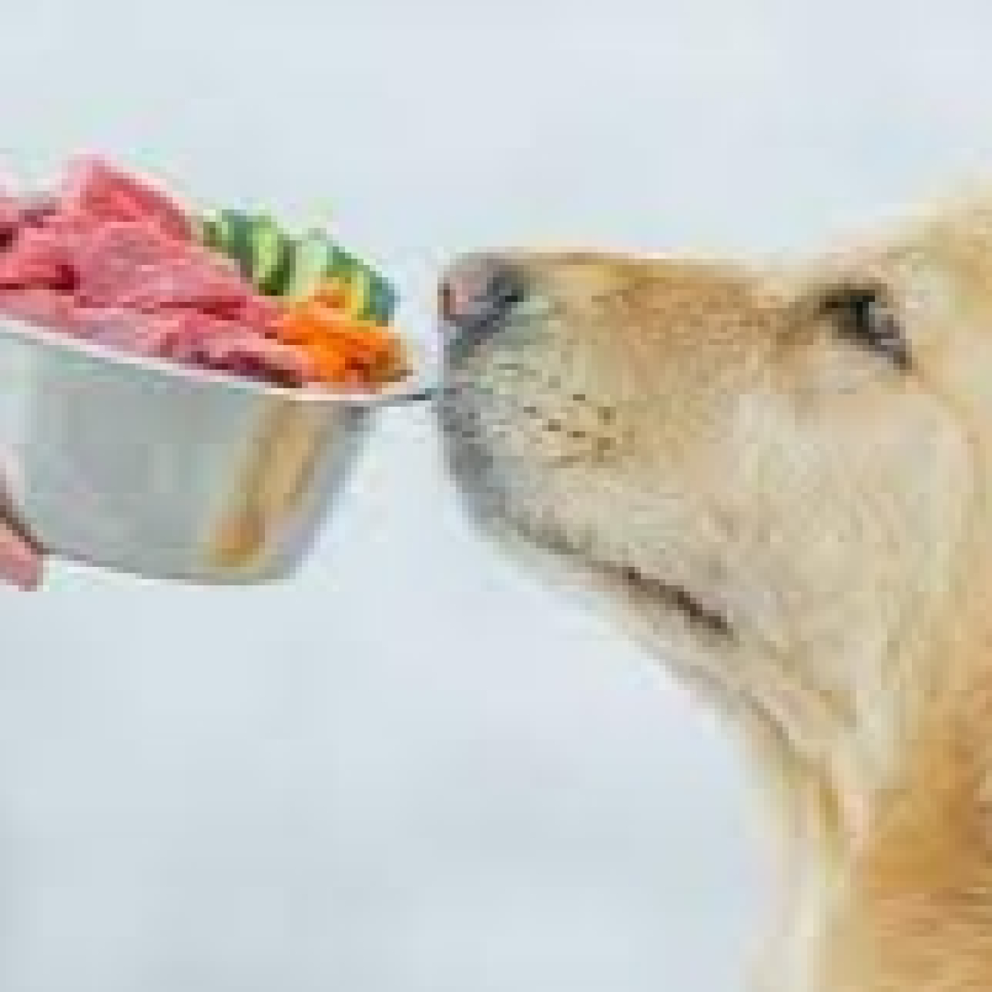Escuchamos al veterinario M. Ángel Álvarez habar sobre la adecuada alimentación de los perros episode artwork