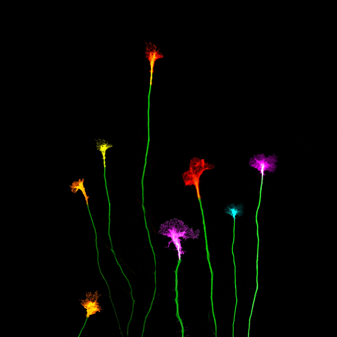 Fotciencia18