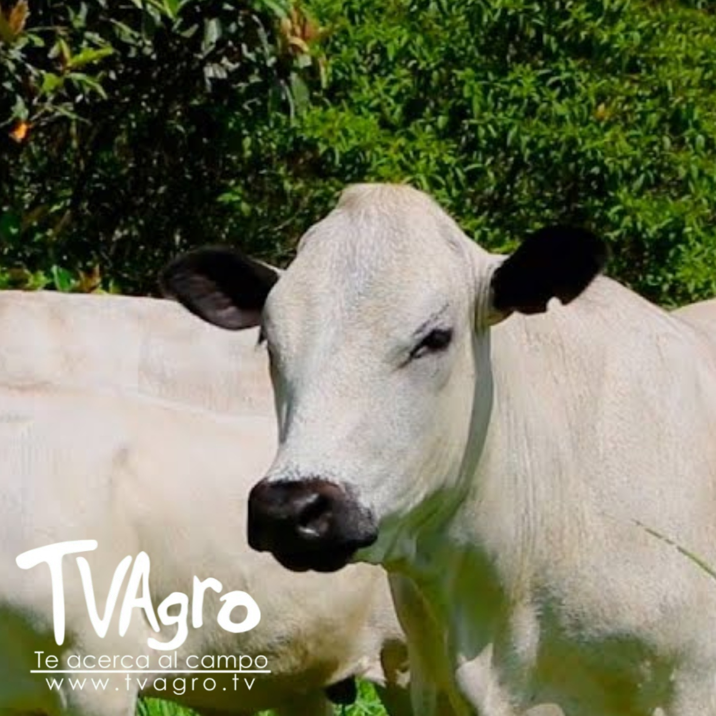 TV AGRO