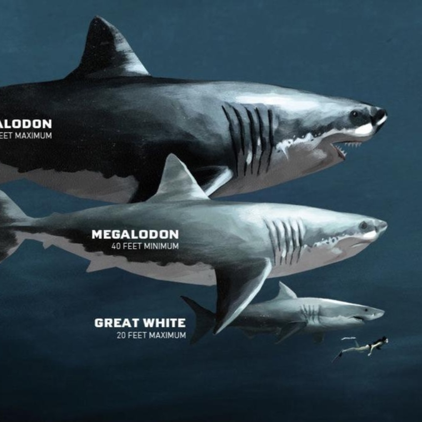 716 - Megalodón