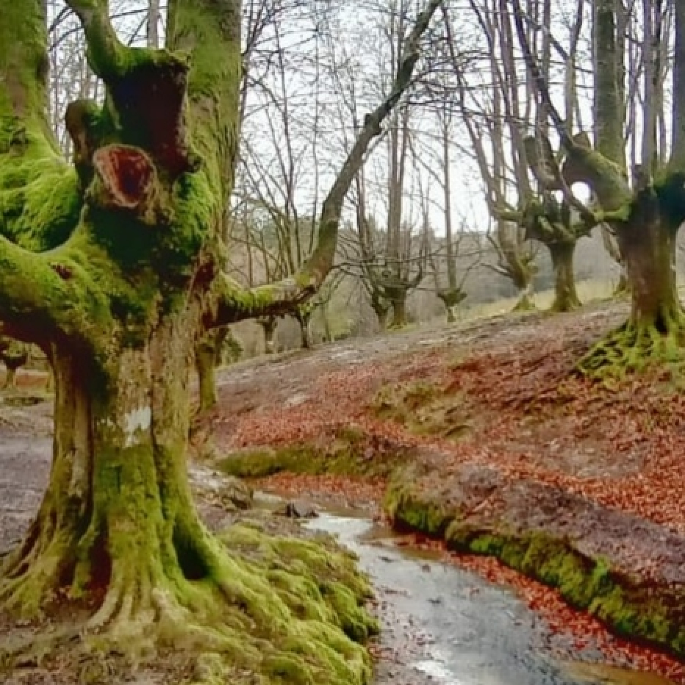 Parque natural del Gorbea. episode artwork