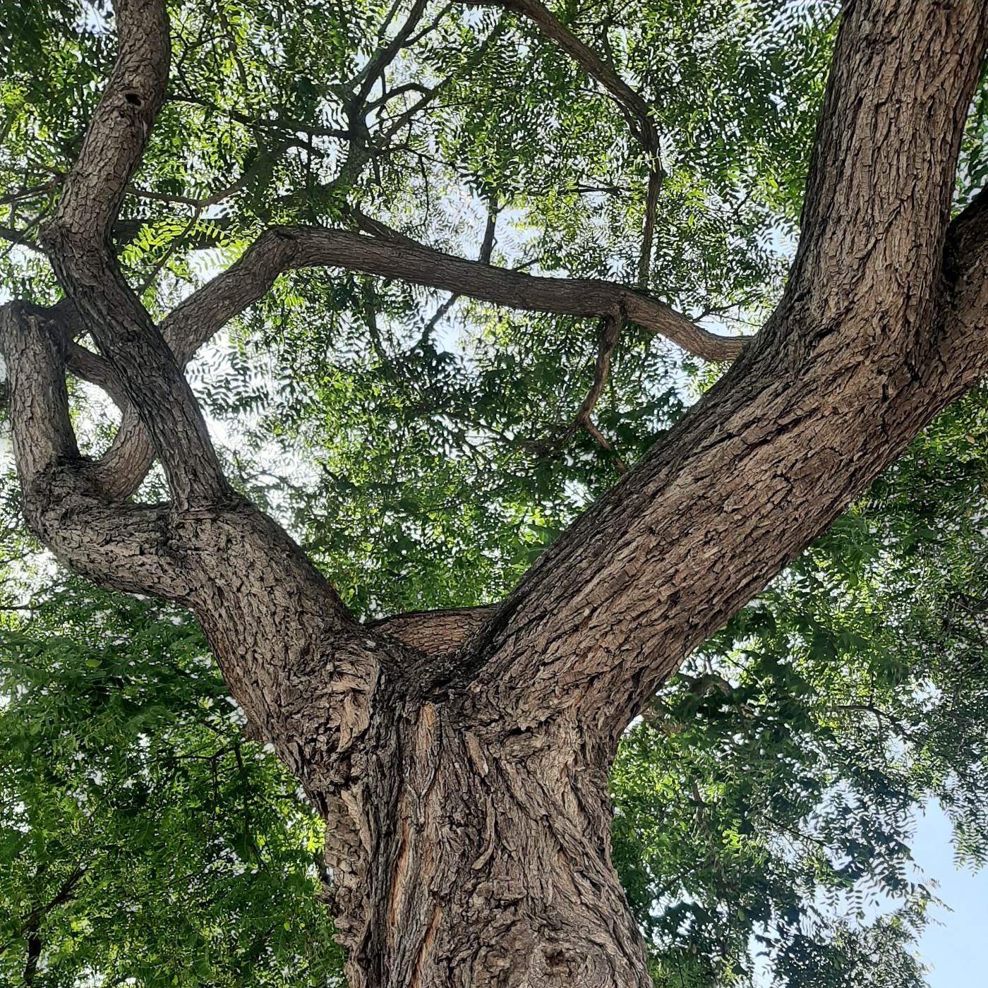 Nuria Claro de Luna médium escribiente