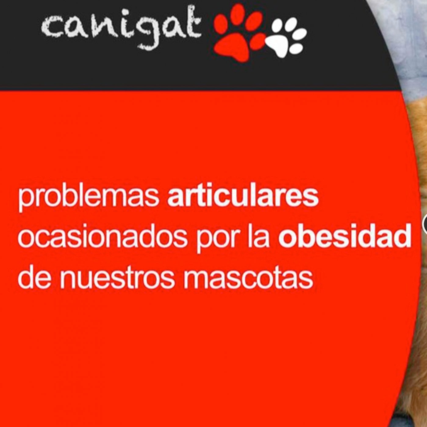 Consejos veterinarios de perros y gatos by canigat