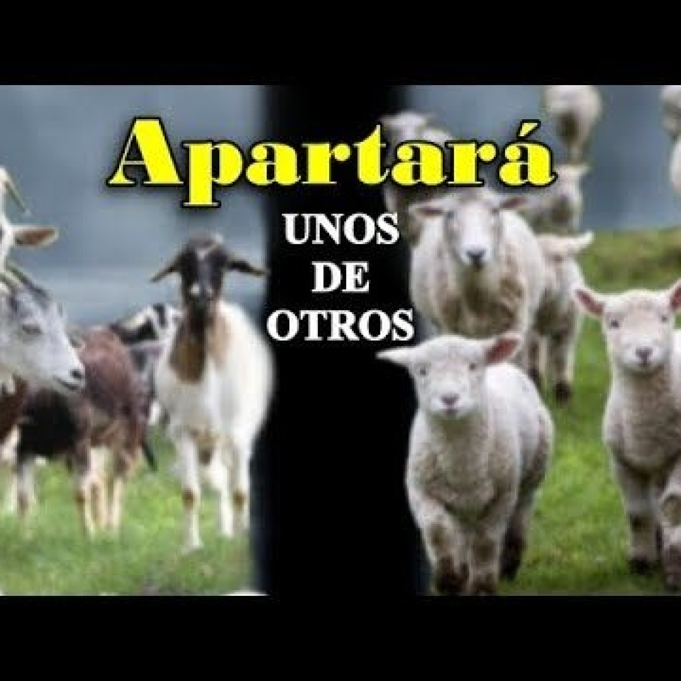 CABRITOS Y OVEJAS EMPIEZAN A SER SEPARADOS episode artwork