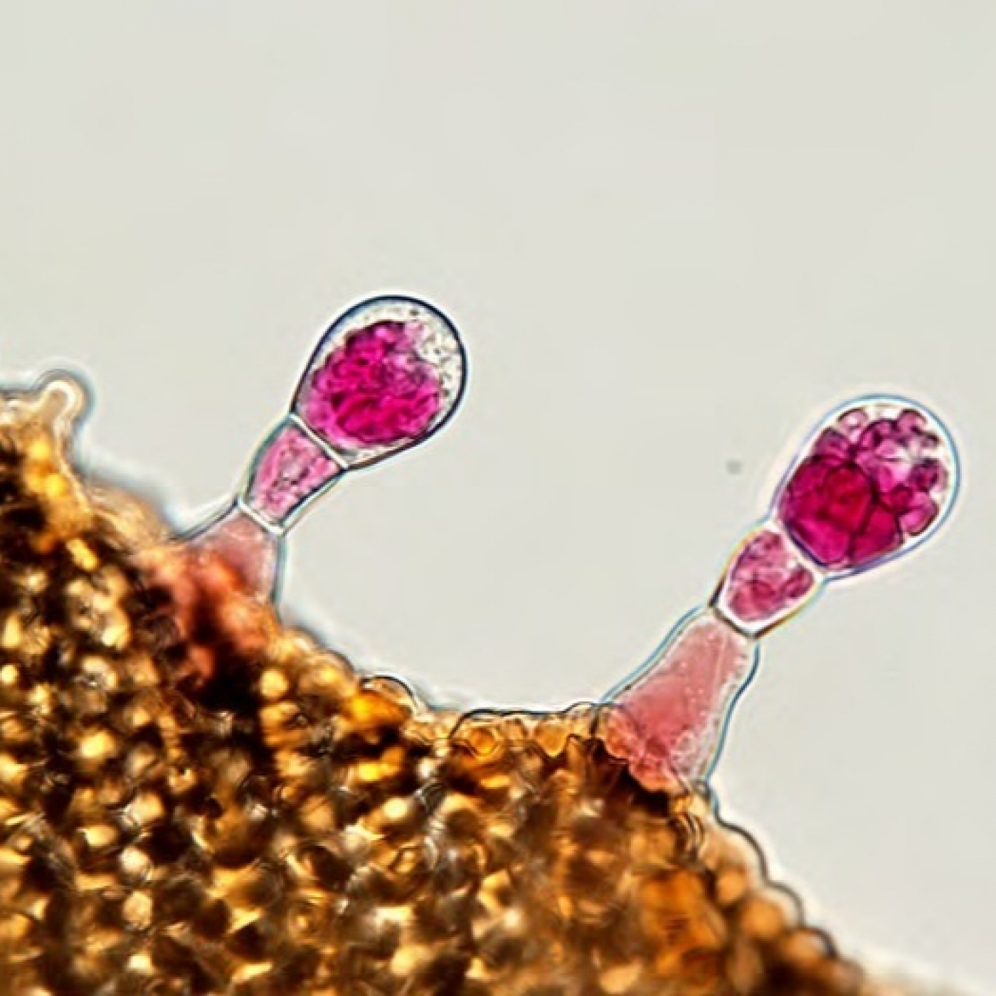 Fotciencia19