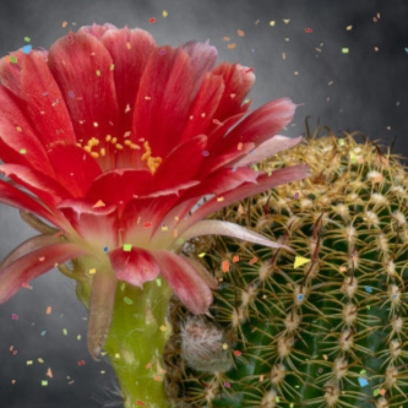 Cactus Confetti