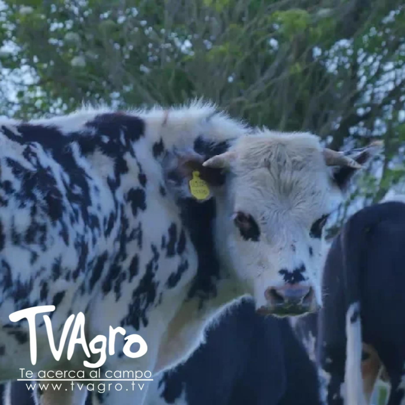 TV AGRO