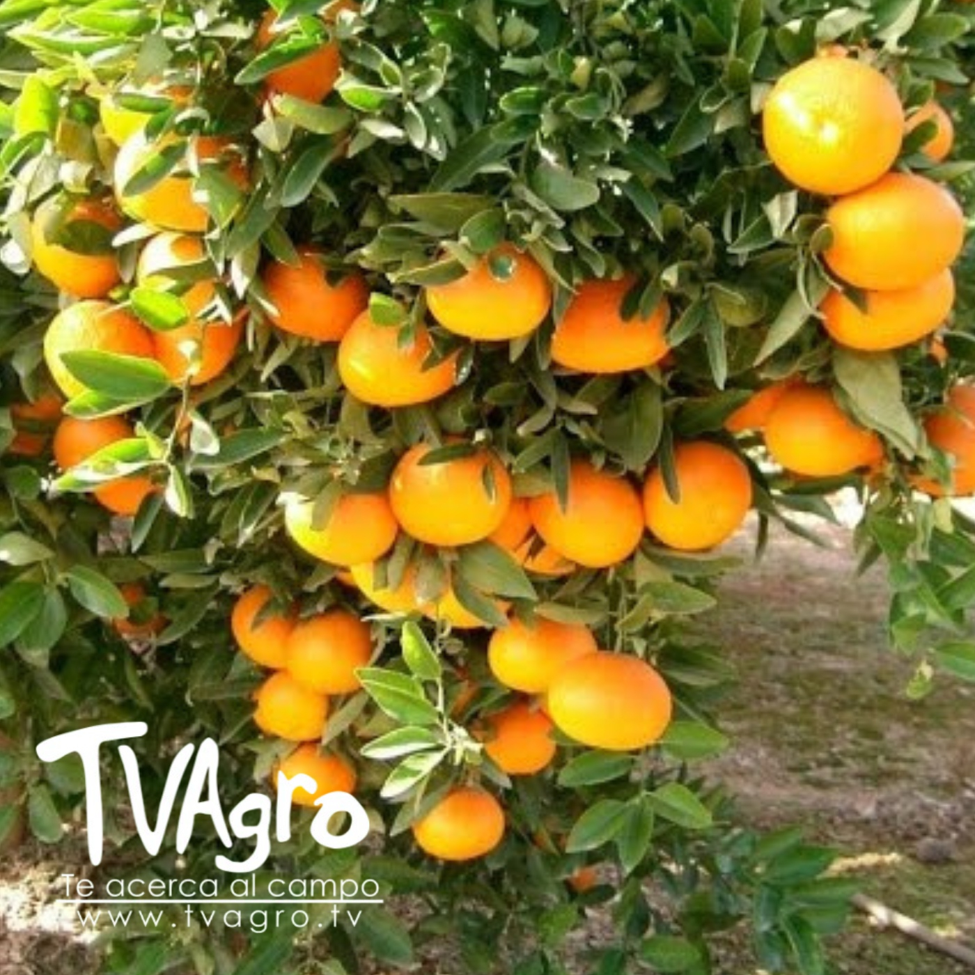 TV AGRO