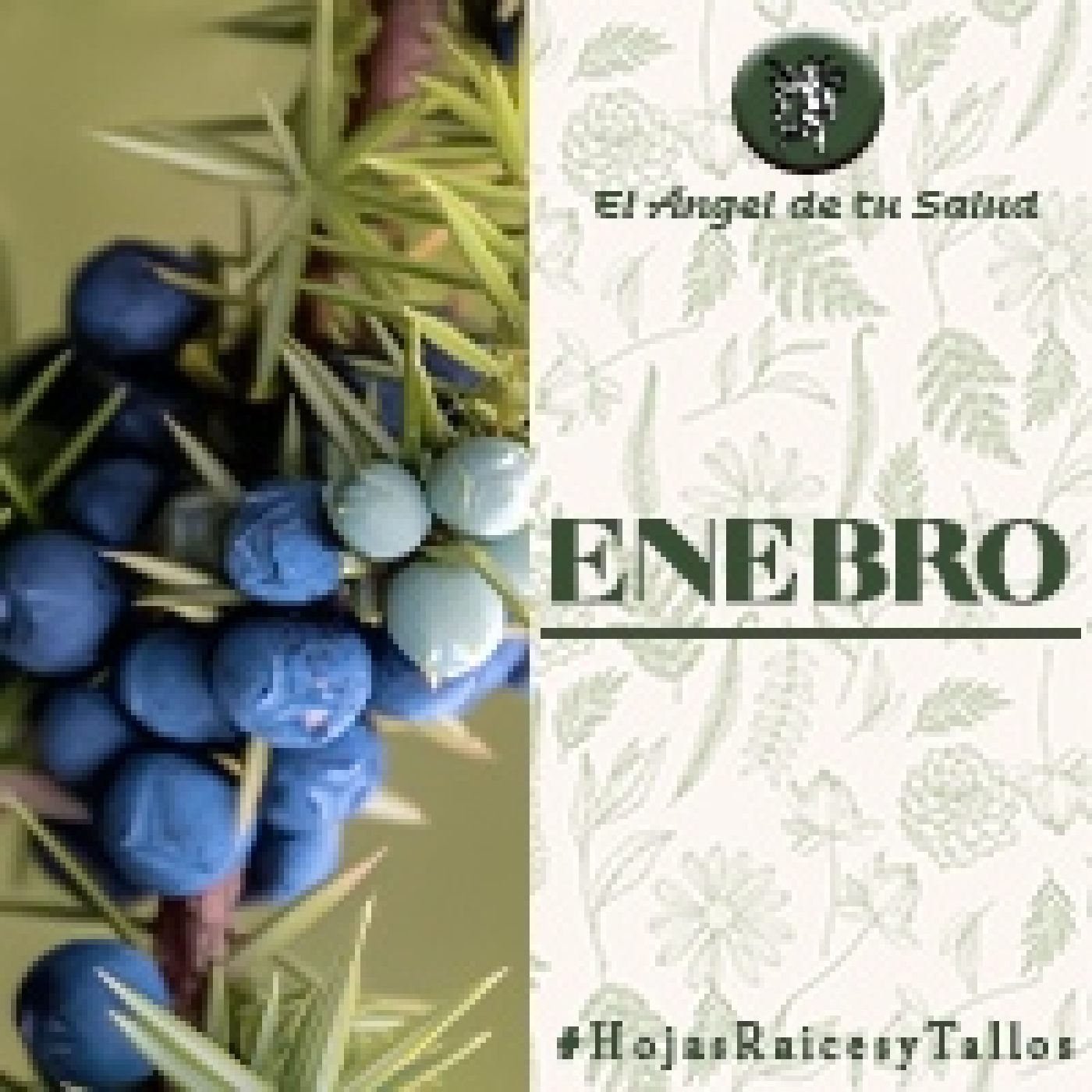 El Ángel de tu Salud - Enebro**