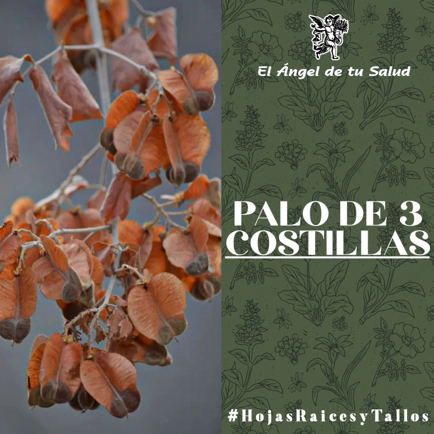 El Ángel de tu Salud - Palo de 3 Costillas** episode artwork