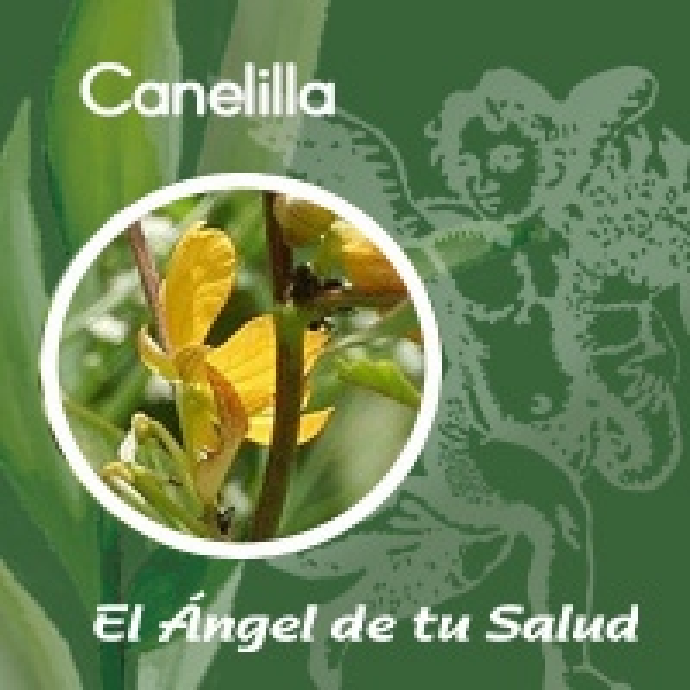 El Ángel de tu Salud - Canelilla**