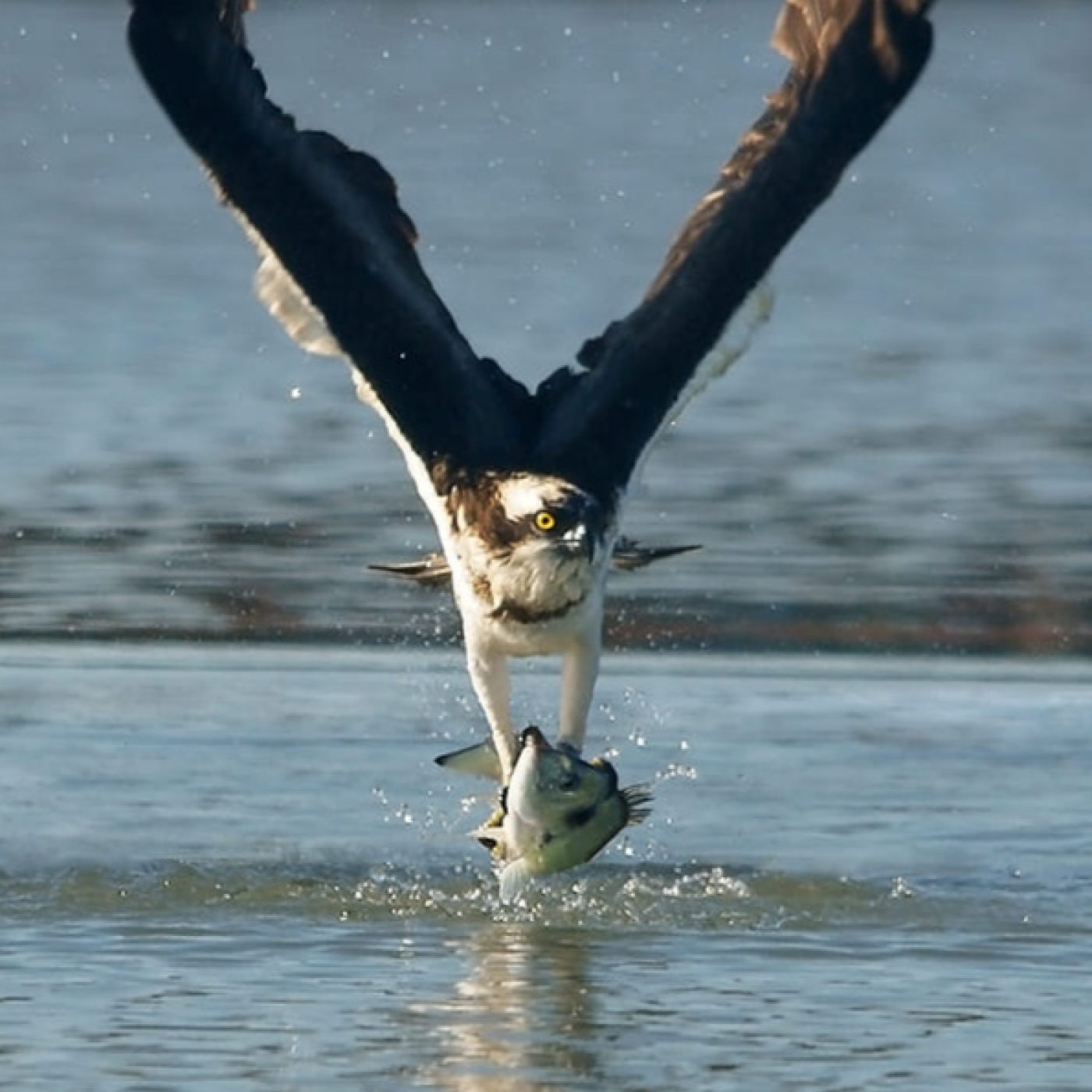 Podcast de ondapuntaradio