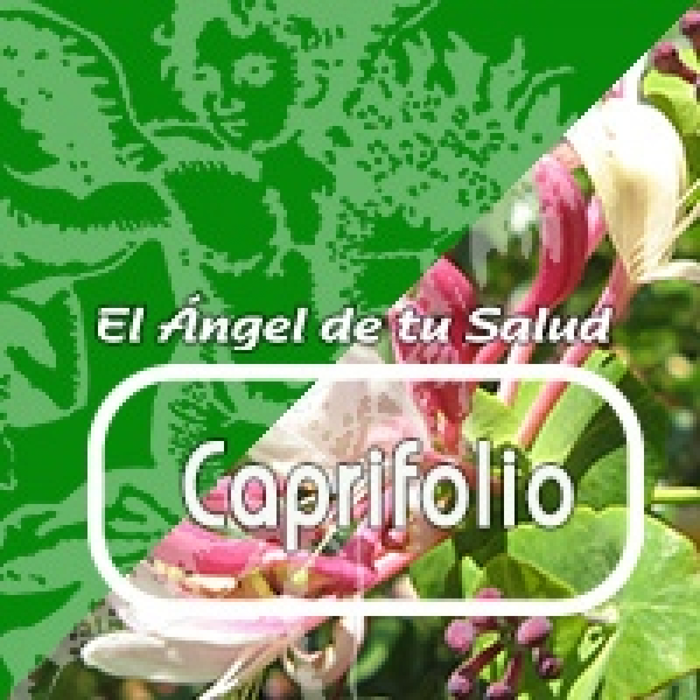 CAPRIFOLIO