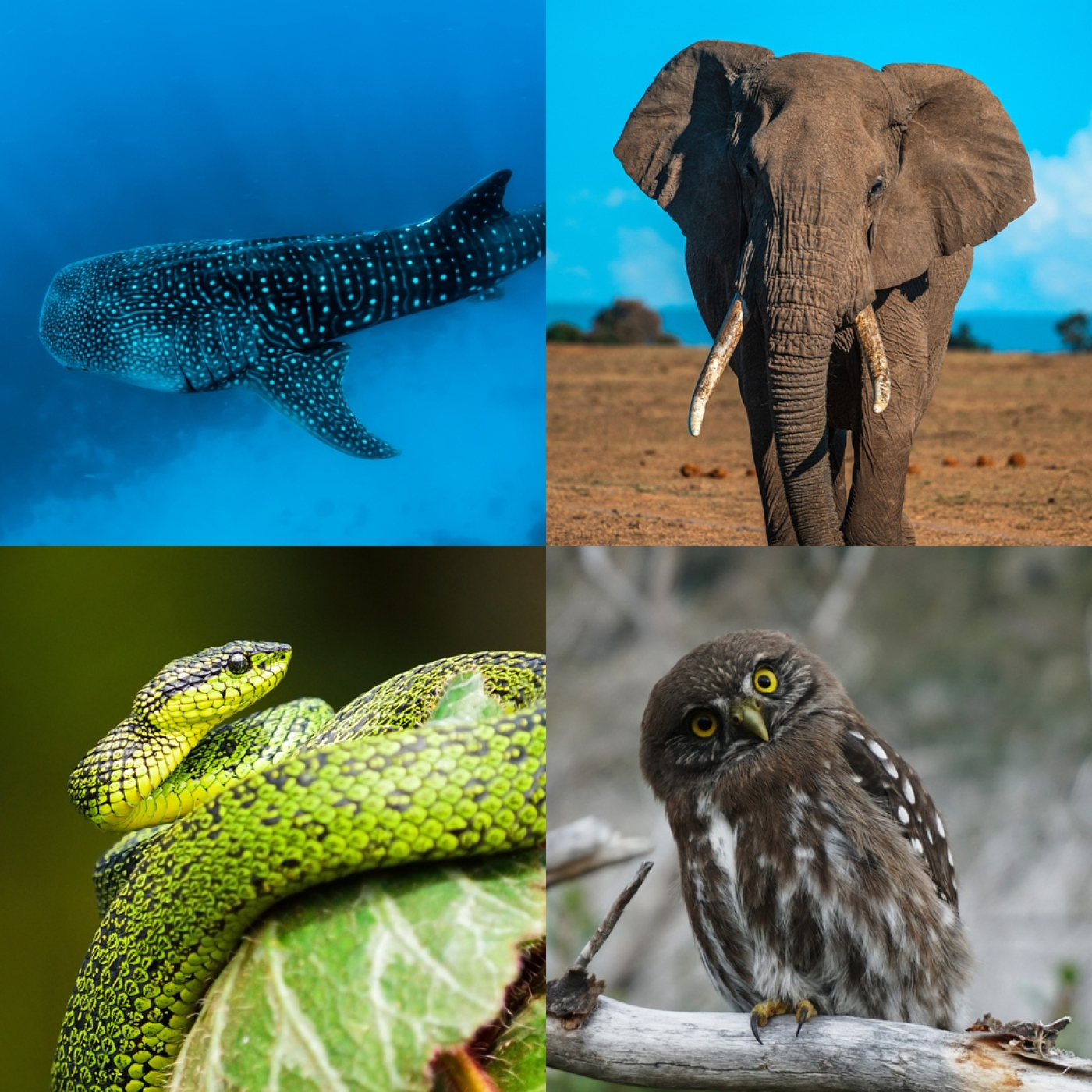 Las Formas de la Vida: 8- Huesos, Músculos y Cerebro #ciencia #biologia #documental #podcast episode artwork