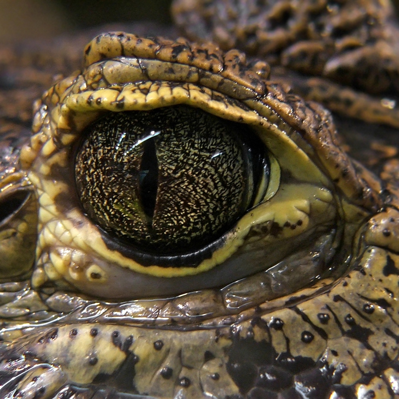 GLADIADORES: 3- LOS RIOS DE LA SELVA #documental #naturaleza #podcast - podcast episode cover