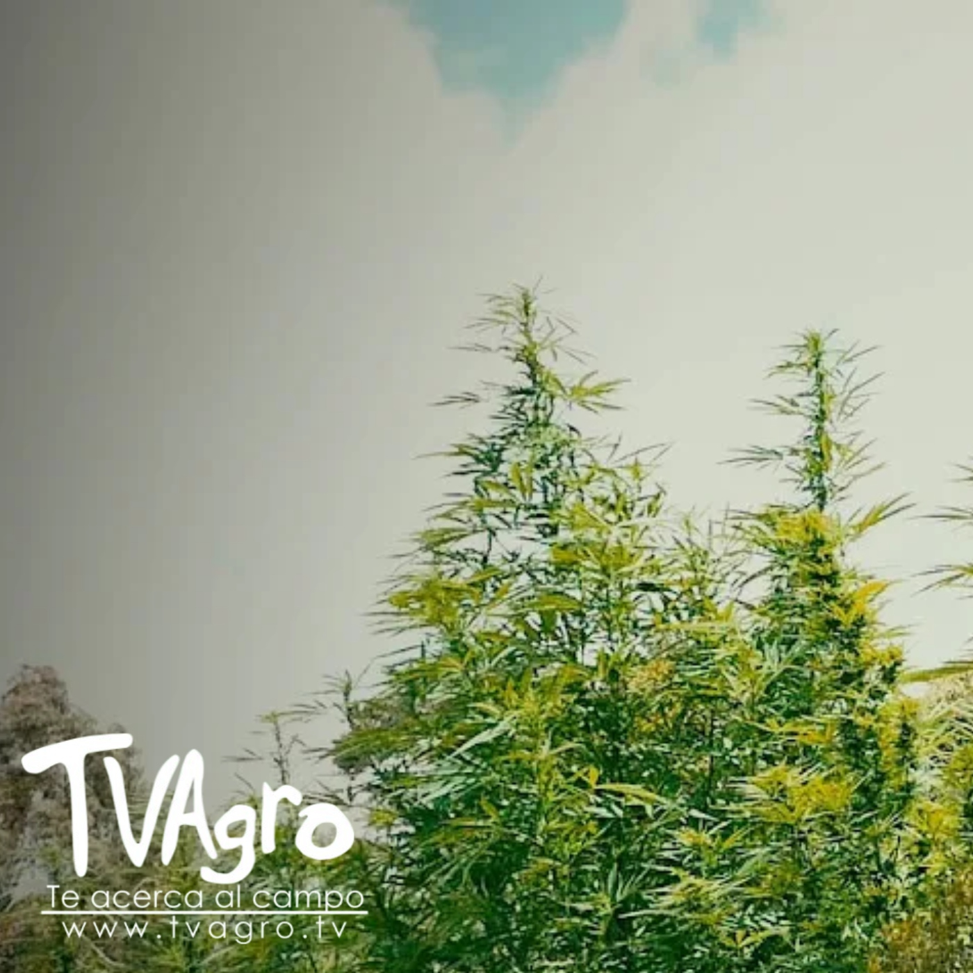 TV AGRO