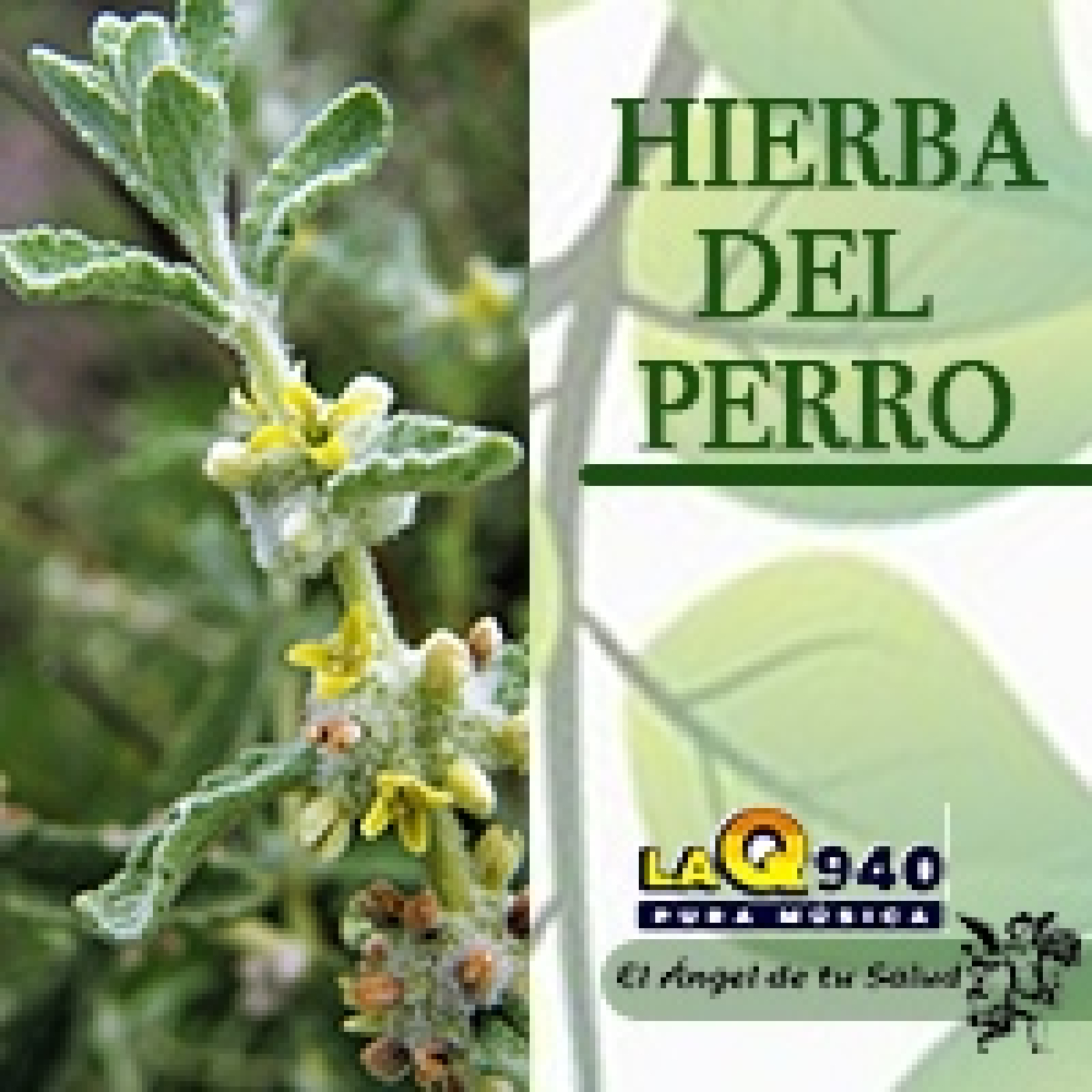El Ángel de tu Salud - Hierba del Perro** episode artwork