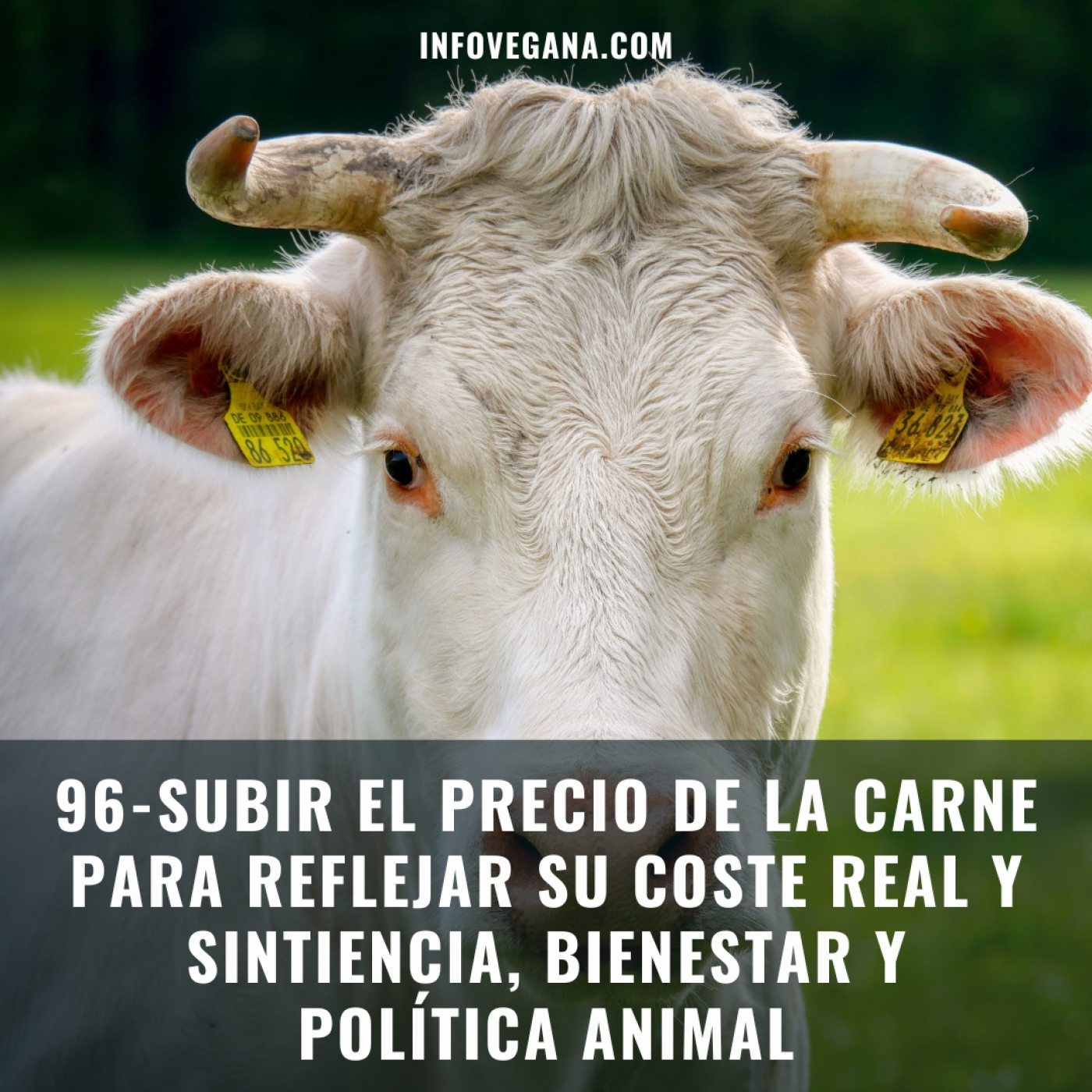 Infovegana, podcast de veganismo y sostenibilidad