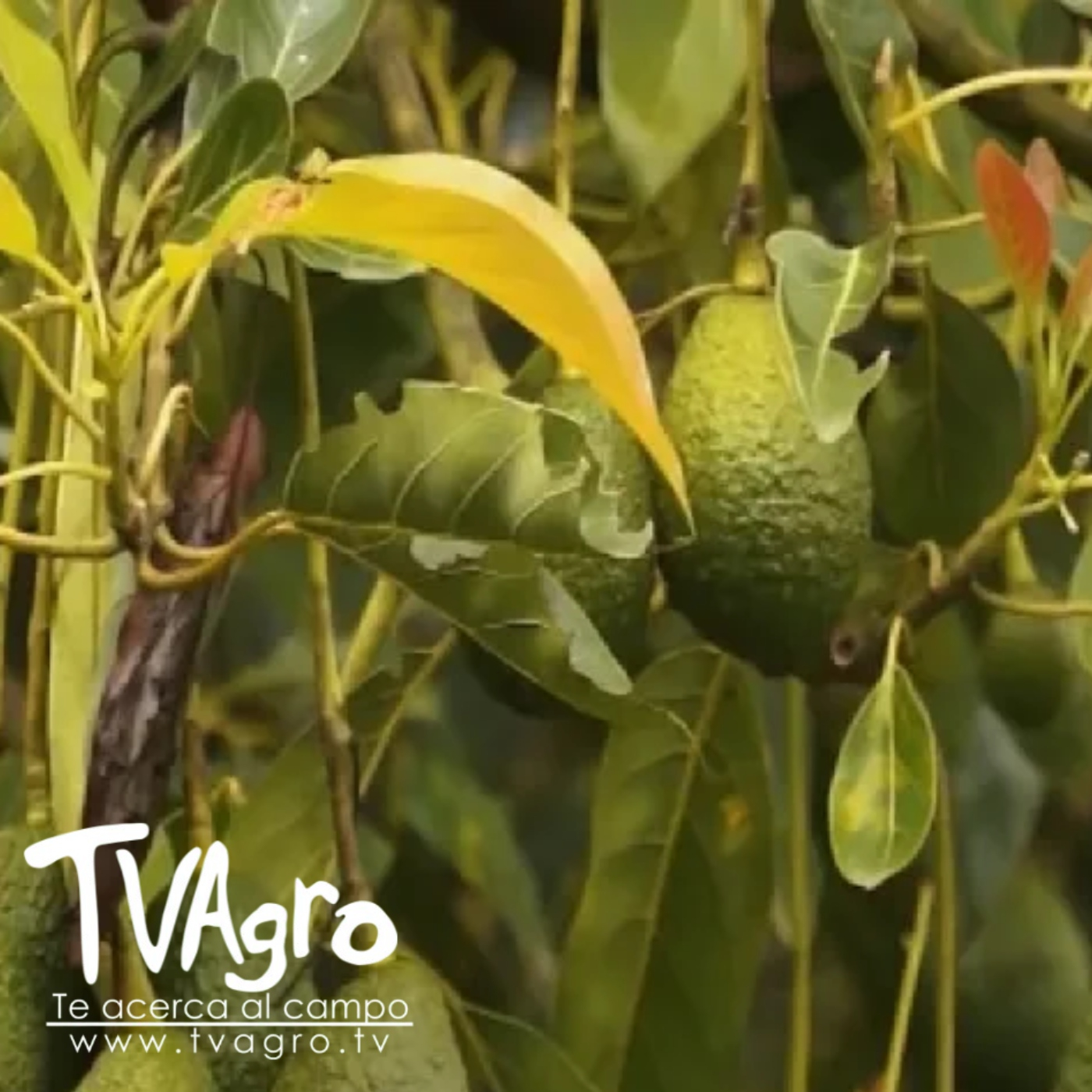 TV AGRO