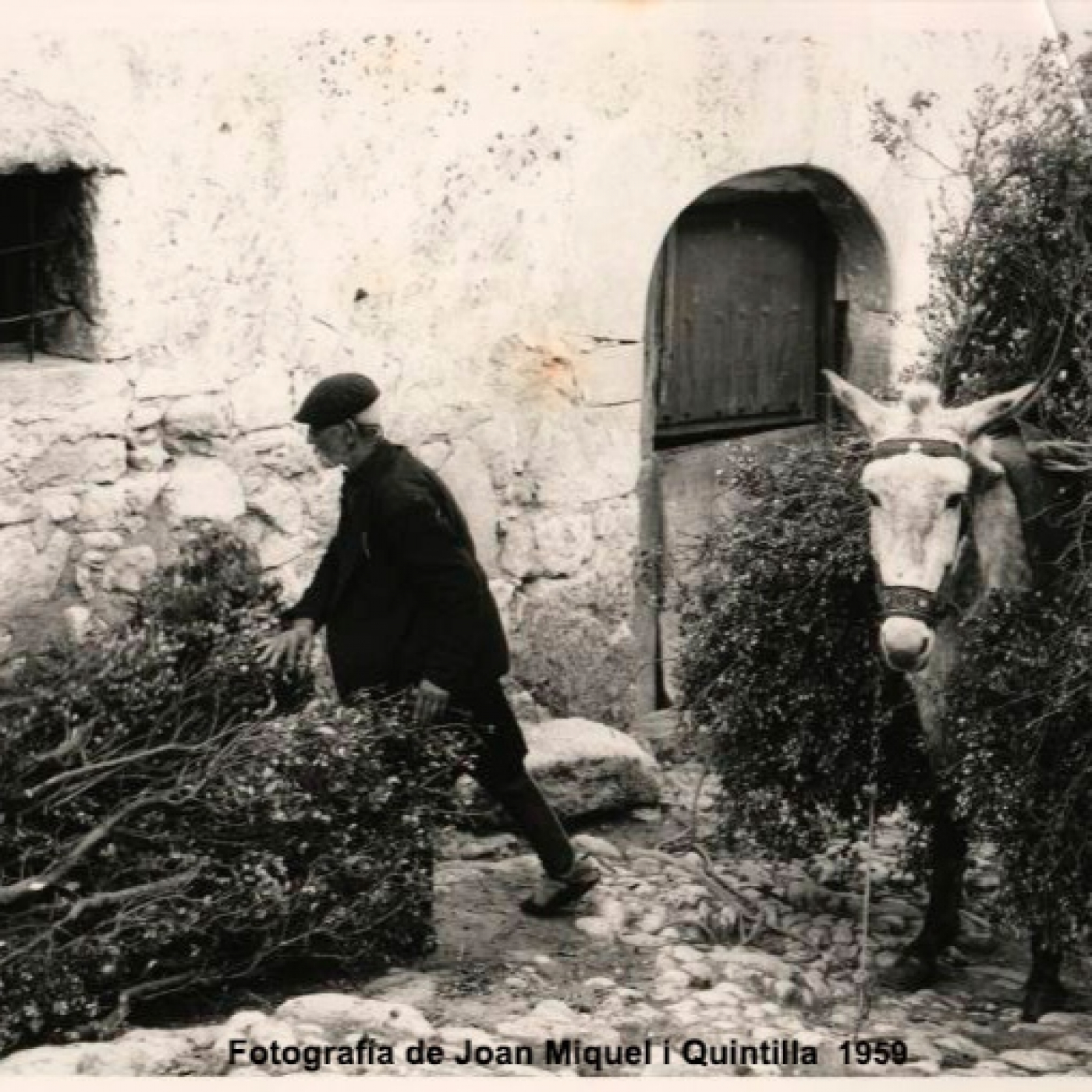 Buenos días Tabanera