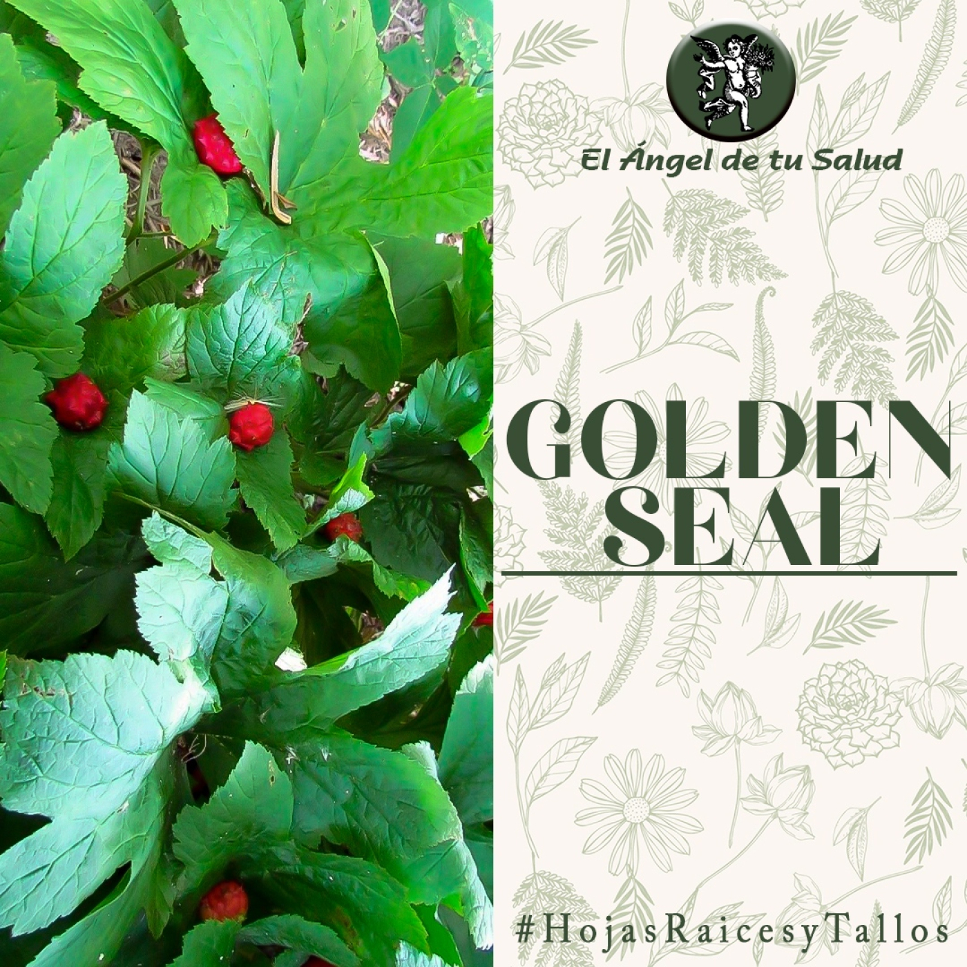 El Ángel de tu Salud - Golden Seal** episode artwork