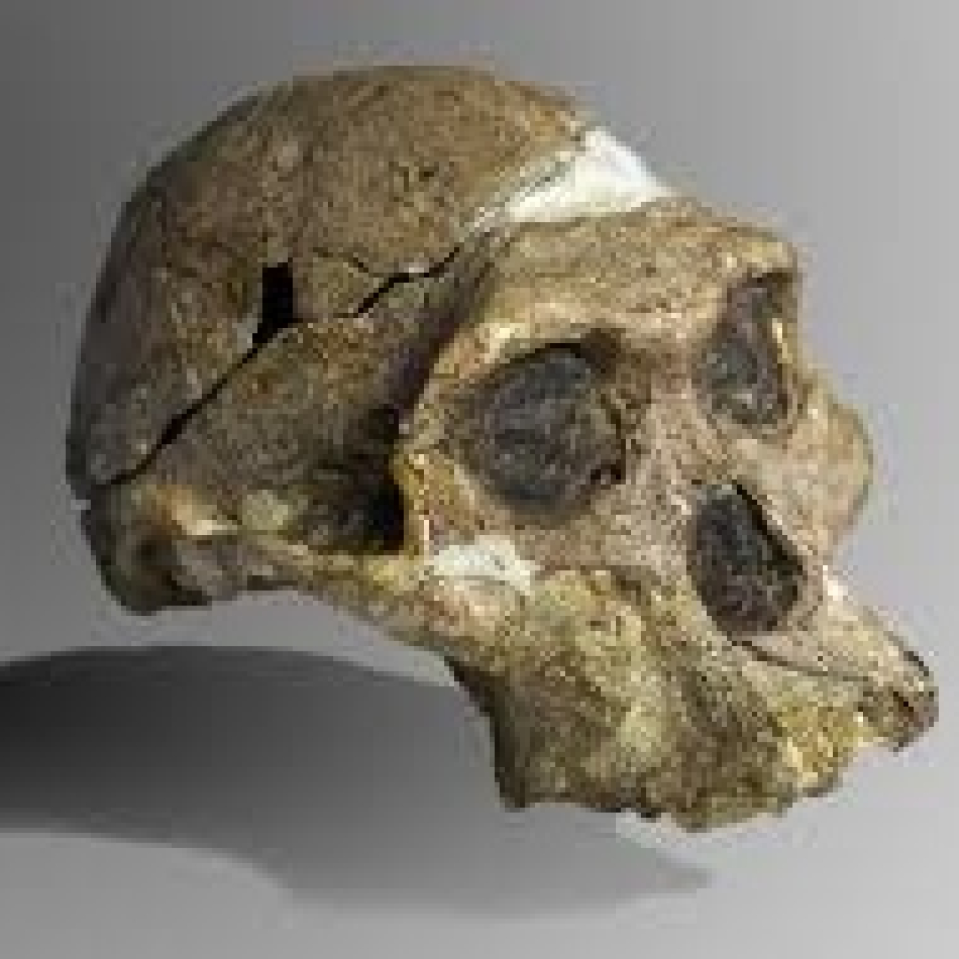 1137 - El Origen Humano - Episodio en reposición