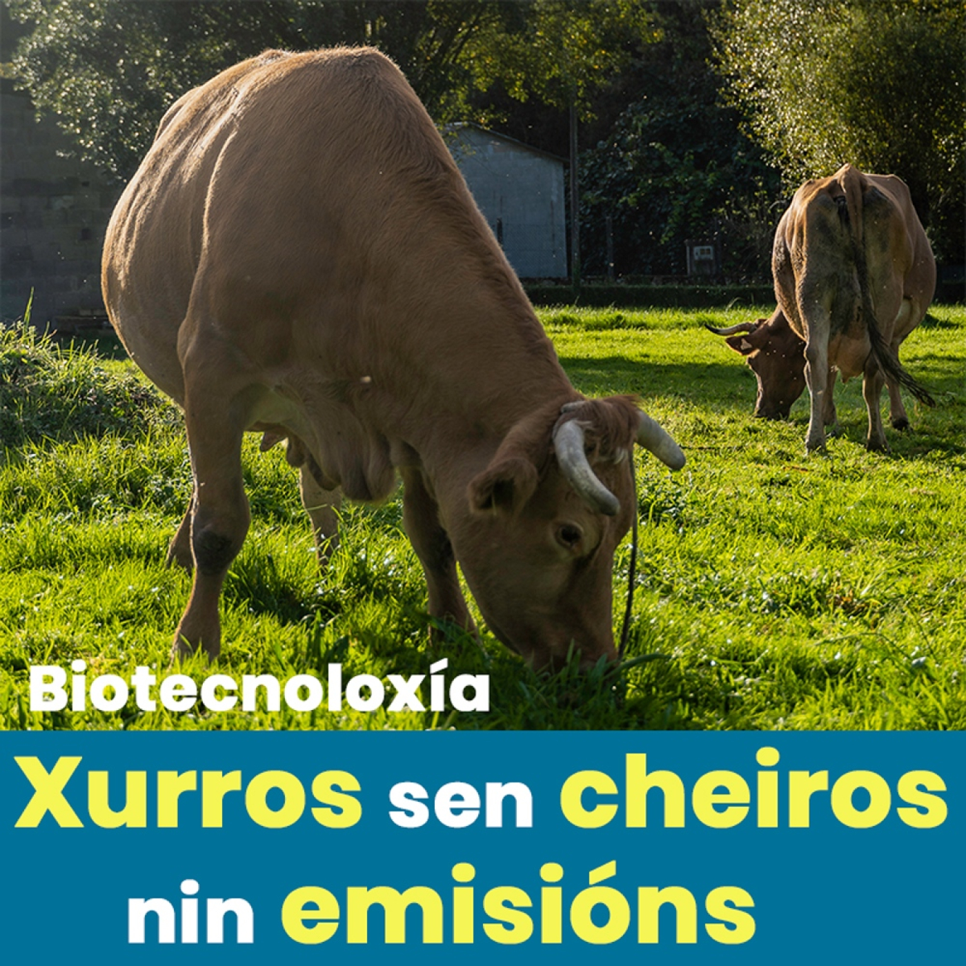 Efervesciencia
